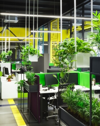 לא כדאי לוותר על צמחים למשרד 